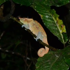 Calumma crypticum