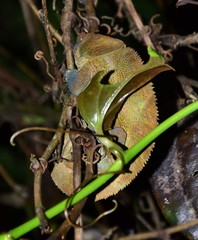 Calumma crypticum