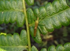 Leptocorisini