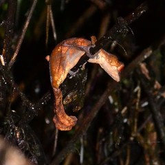 Uroplatus phantasticus