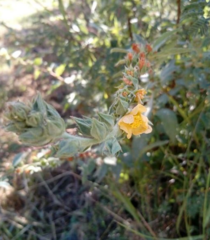 Malvastrum bicuspidatum