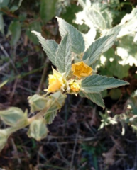 Malvastrum bicuspidatum