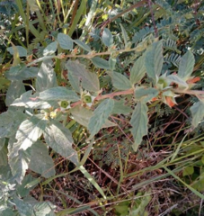 Malvastrum bicuspidatum