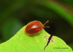 Stenotarsus castaneus