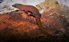 Sphaerodactylus ruibali