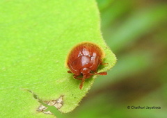 Stenotarsus castaneus