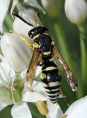 Stenodynerus anormis