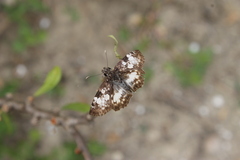 Chiomara georgina georgina
