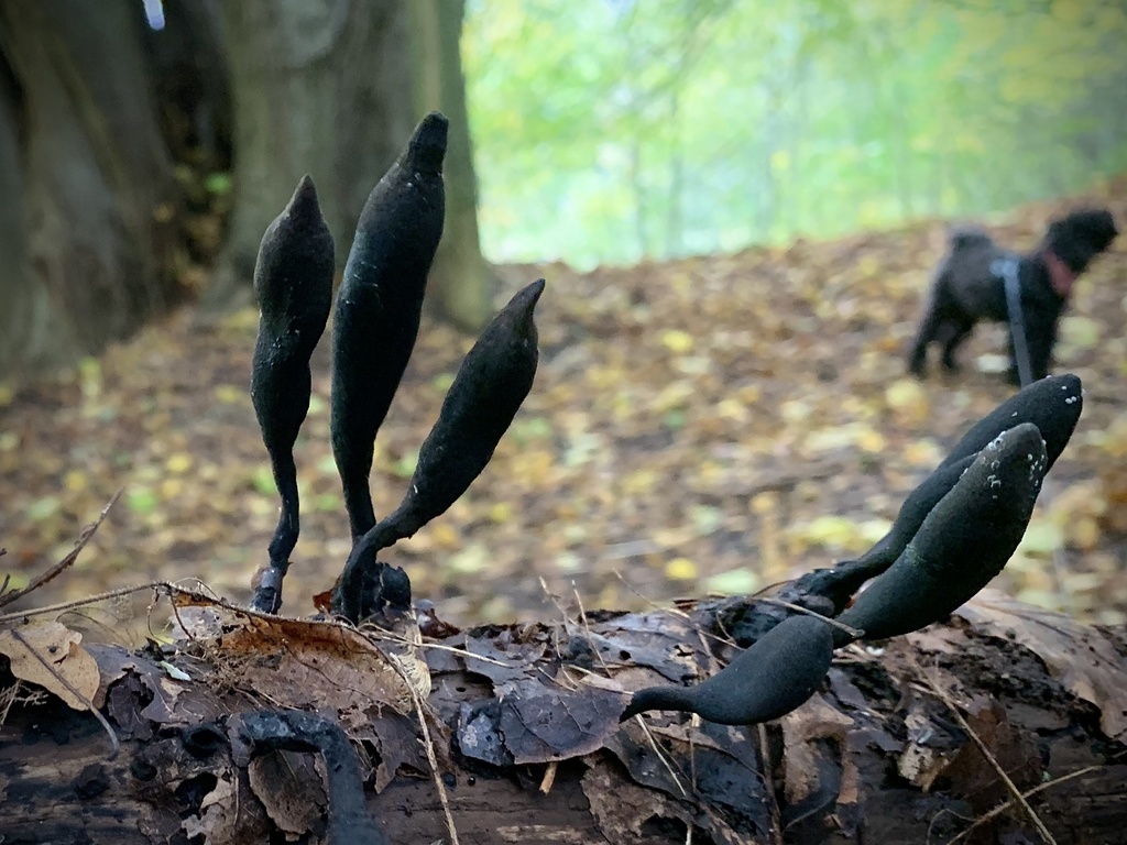 Dead Moll's Fingers