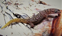Sphaerodactylus armasi