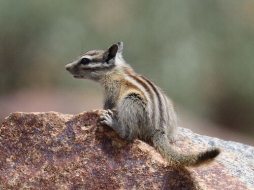 Alpine Chipmunk observed by jspaulding