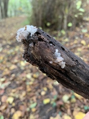 Exidia thuretiana