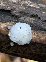 Exidia thuretiana