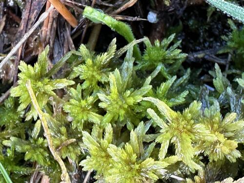 Sphagnum bartlettianum, 2025-07-15