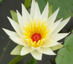 Nymphaea gracilis