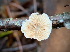 Crepidotus cesatii