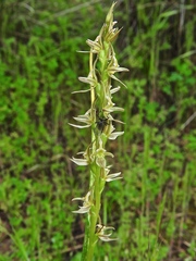 Prasophyllum occidentale