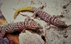 Sphaerodactylus armasi
