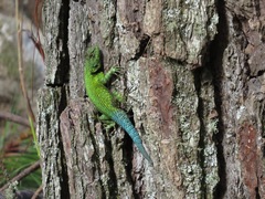 Sceloporus taeniocnemis