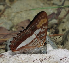 Adelpha pithys