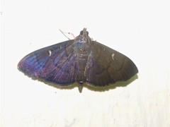 Coptobasis