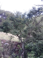 Acaciella