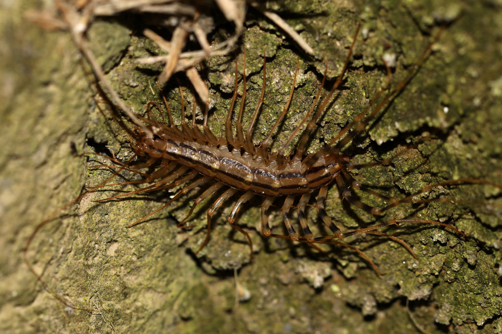 Scutigera