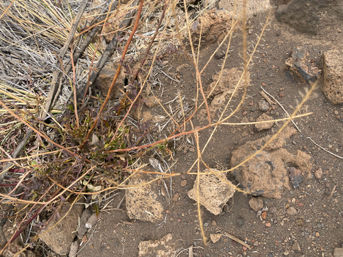 Lepidium africanum observed 2025-07-21