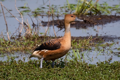 Fulvous Whistling-Duck, photo 4 of 10