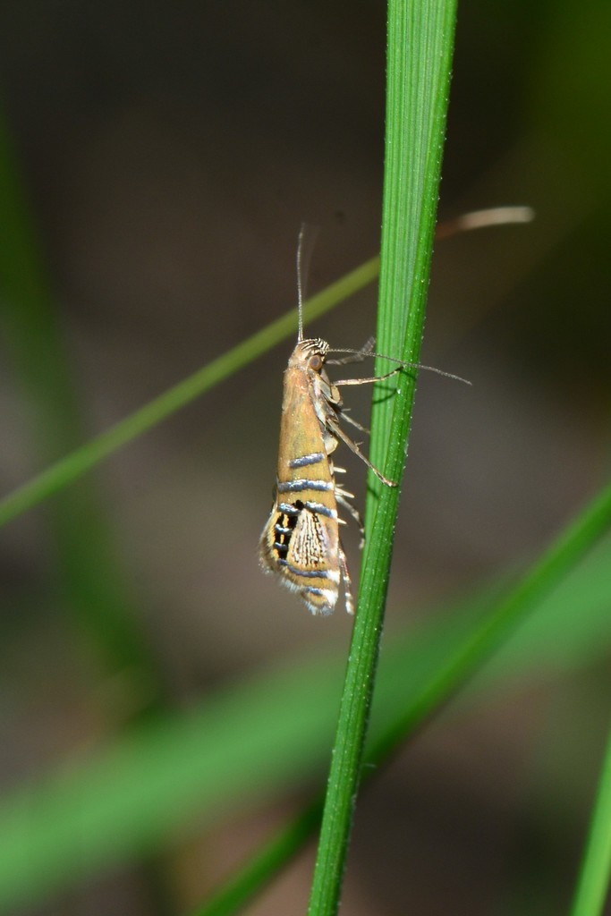 Glyphipterix cometophora