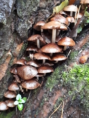 Psathyrella mucrocystis