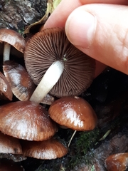 Psathyrella mucrocystis