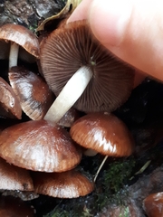 Psathyrella mucrocystis