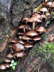 Psathyrella mucrocystis