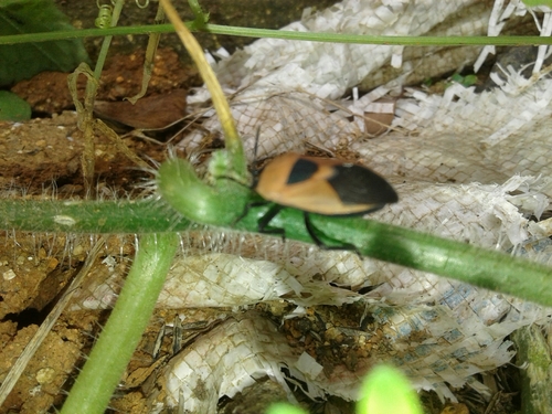 Coridius ianus