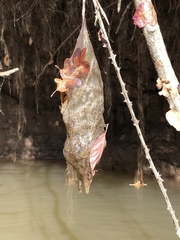 Pectinatella magnifica