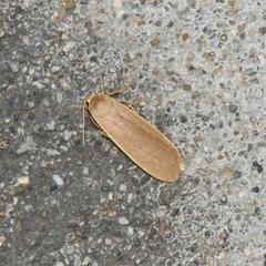 Danielithosia