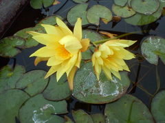 Nymphaea mexicana