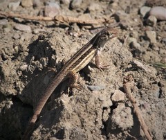 Leiocephalus raviceps raviceps