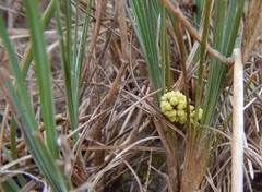 Lomandra collina