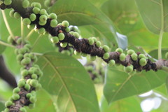 Ficus subpisocarpa