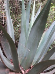 Agave atrovirens