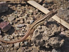 Leiocephalus raviceps raviceps