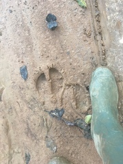 Syncerus caffer nanus