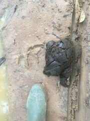 Syncerus caffer nanus