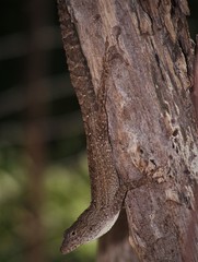 Anolis jubar albertschwartzi