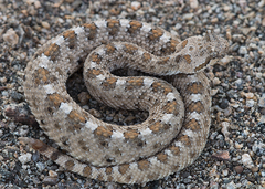 Crotalus cerastes cerastes