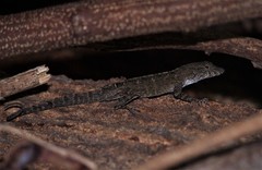 Anolis jubar albertschwartzi