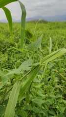 Actinostemma tenerum