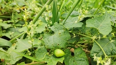 Actinostemma tenerum